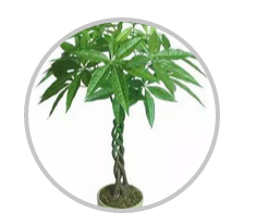 綠植搭配也有講究！